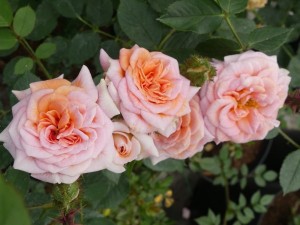 MOOD MUSIC (miniature)